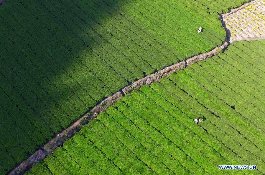 Aerial view of tea gardens in central China's Hubei