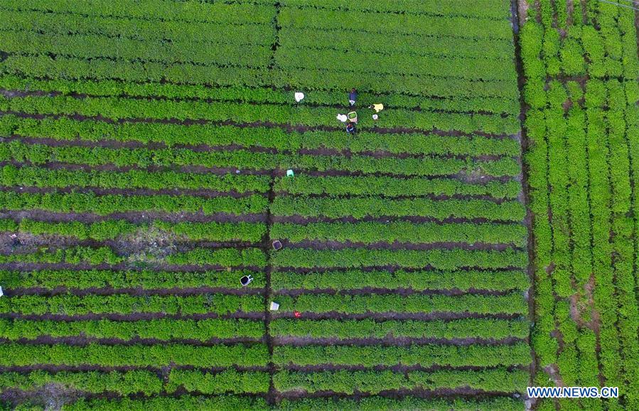 Aerial view of tea gardens in central China's Hubei