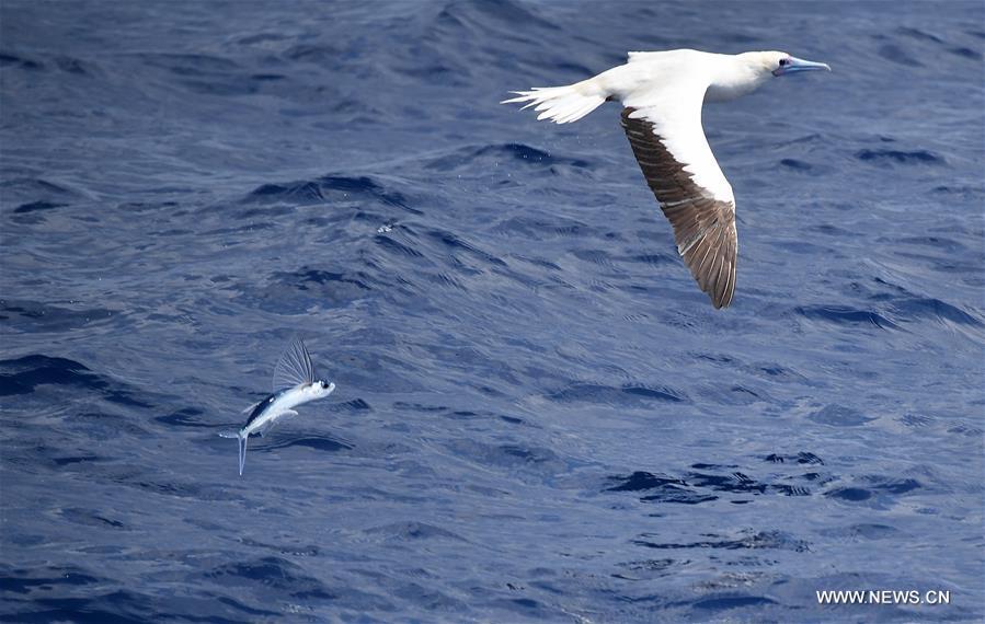 Flying fish seen in waters of China's Xisha Islands