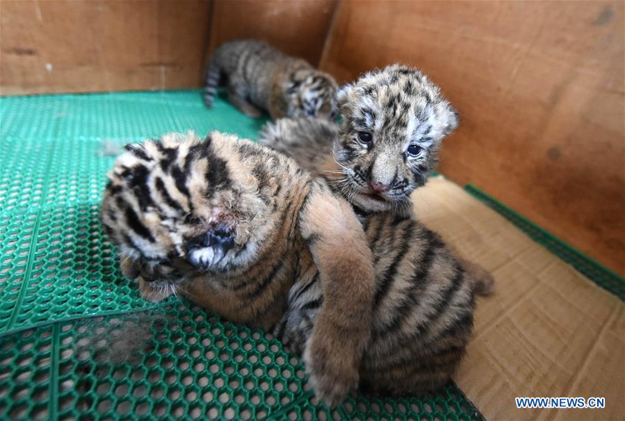 Over 50 tiger cubs born in NE China in April
