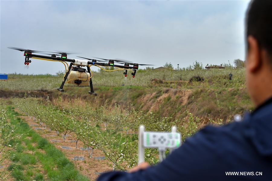 People fly drones to spray pesticide in north China