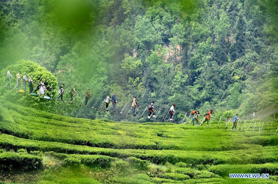 Tourists visit organic tea garden during Labor Day holiday
