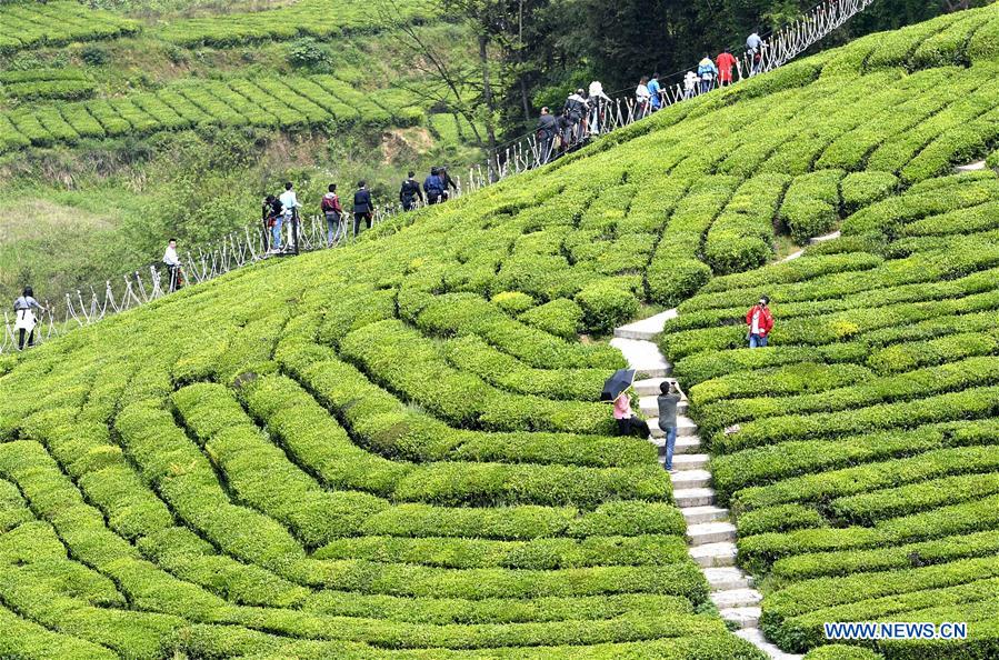 Tourists visit organic tea garden during Labor Day holiday