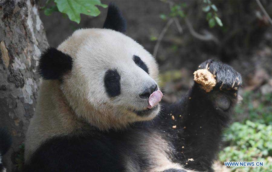 China to send two giant pandas to Denmark