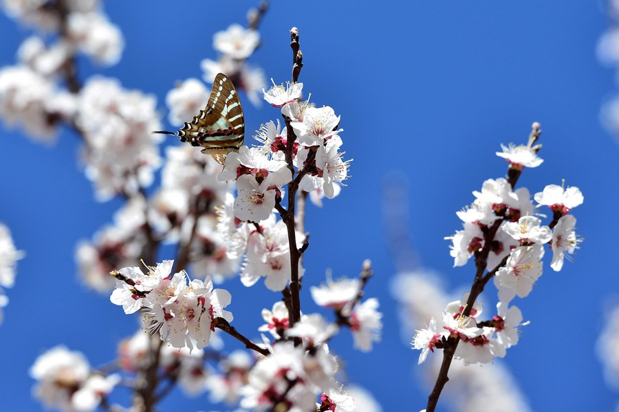 Third Apricot Flower and Butterfly Festival kicks off
