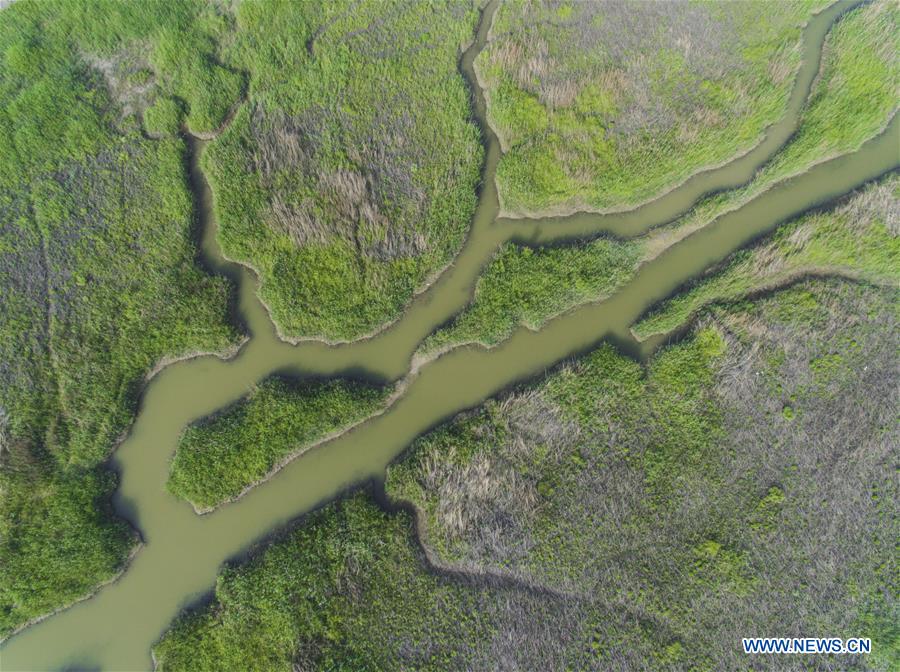 Aerial view of intertidal zone in E China's Jiangsu