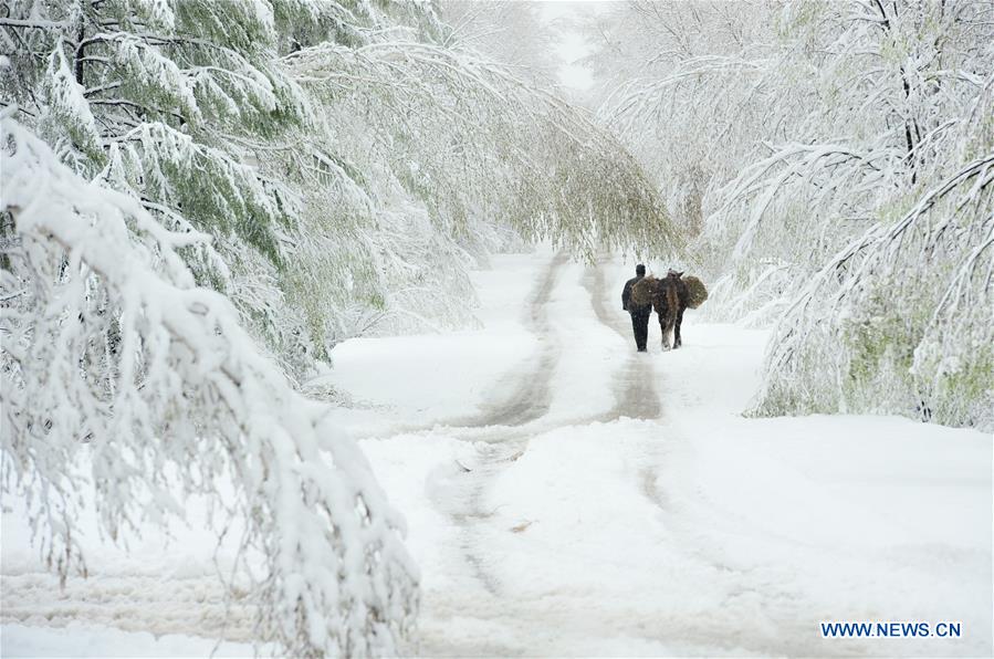 Snow scenery of forestry park in N China's Inner Mongolia
