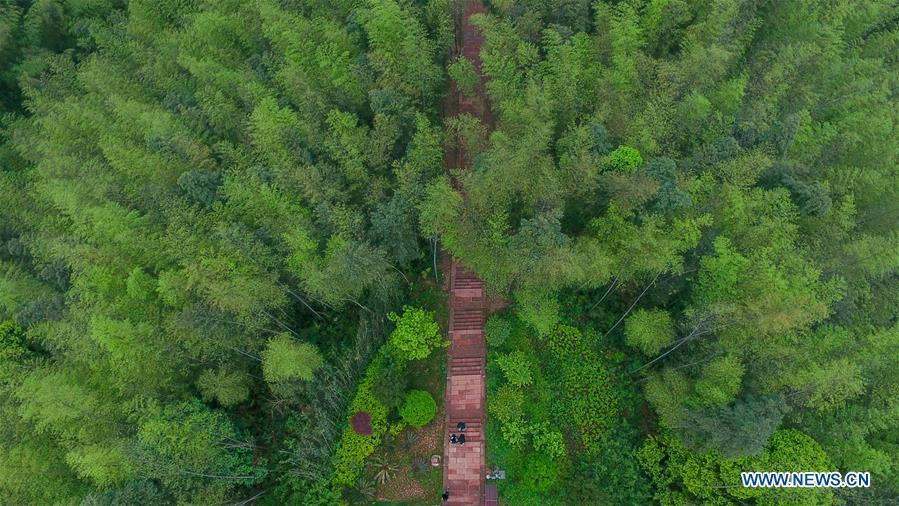 Aerial view of Bamboo Forest Park in SW China