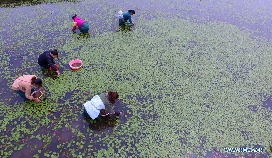 Villagers collect water shield leaves in central China's Hubei