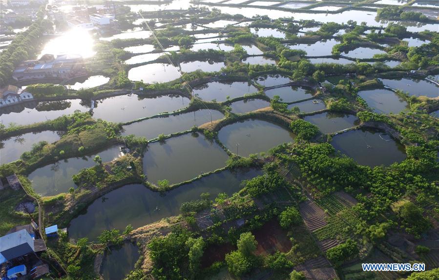 In pics: mulberry fish ponds in E China's Zhejiang 