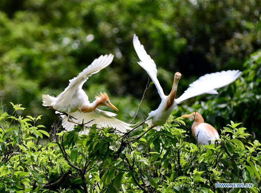 Egrets rest on branches in Mingxi County in SW China&apos;s Fujian
