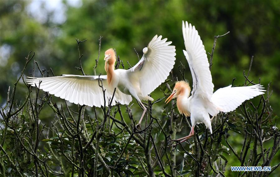 Egrets rest on branches in Mingxi County in SW China's Fujian