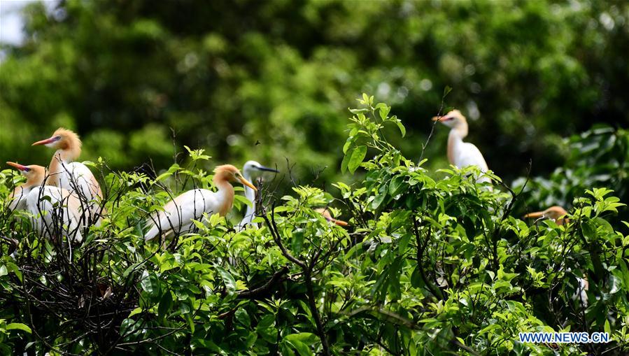Egrets rest on branches in Mingxi County in SW China's Fujian