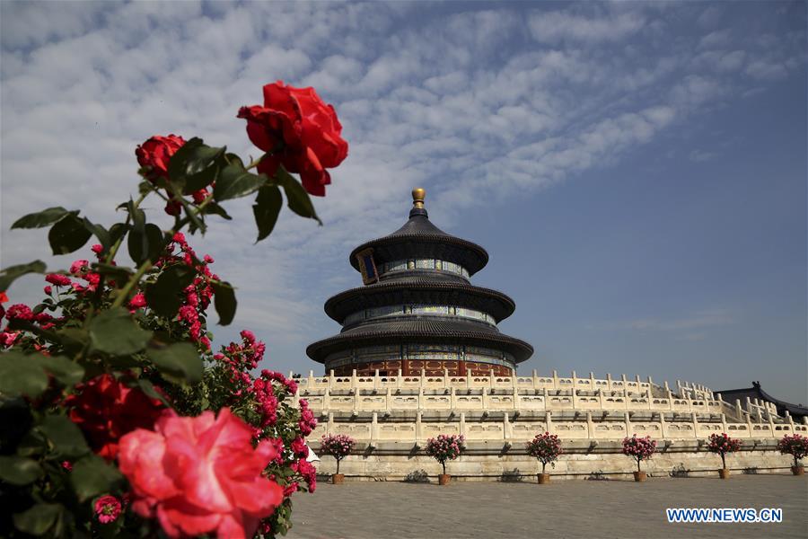 Chinese roses in full blossom in Beijing