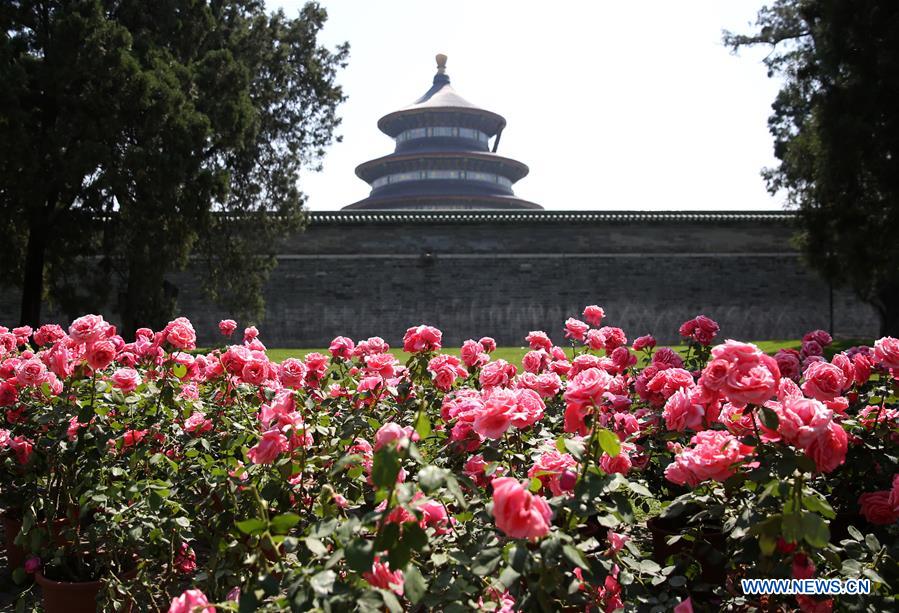 Chinese roses in full blossom in Beijing