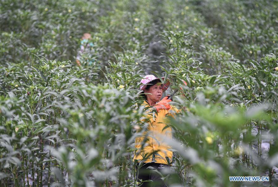 Hainan introduces planting of okra to promote poverty alleviation