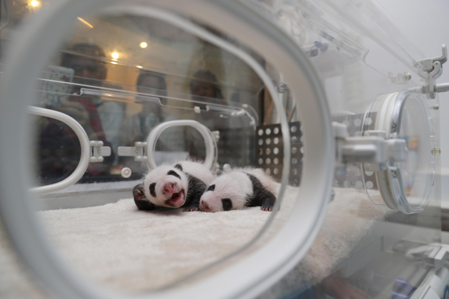 Captive panda twins meet visitors