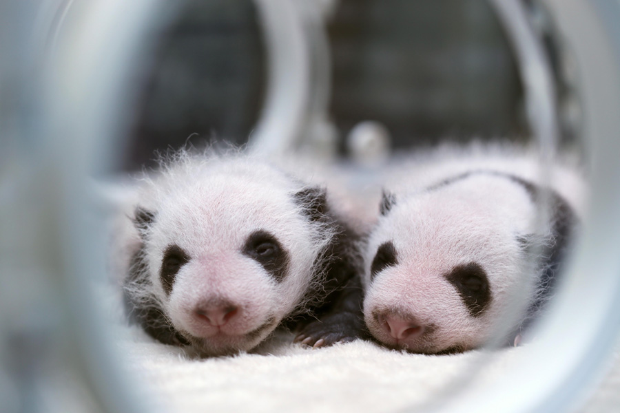 Captive panda twins meet visitors
