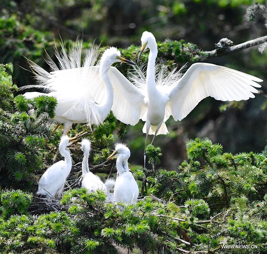 Egrets live in forest park for breeding