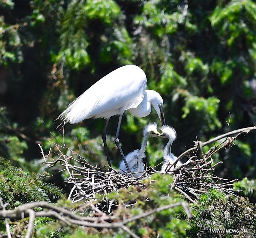 Egrets live in forest park for breeding