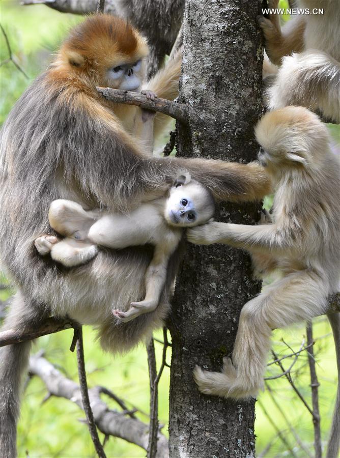 Golden monkeys in C China's Shennongjia