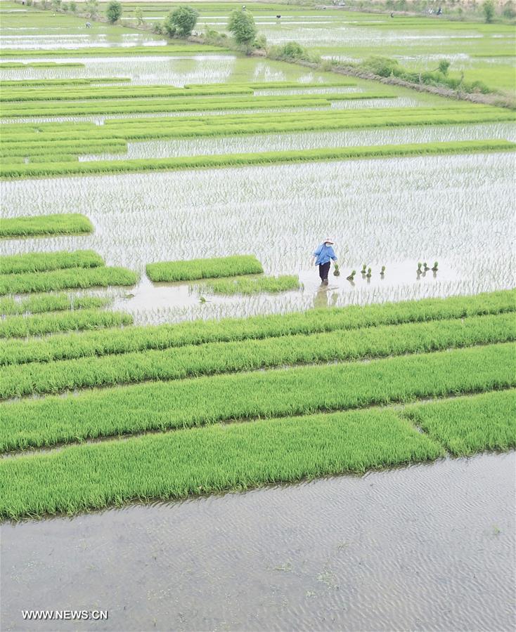 Villagers do all right in farm work across China