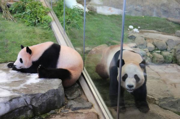 Three pandas return from Japan to China