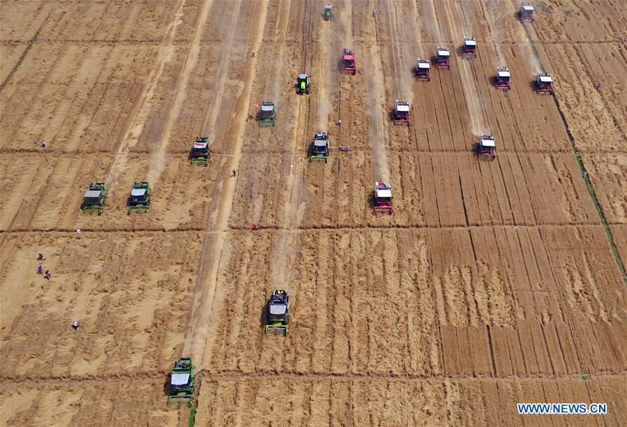 Farmers harvest wheat across China