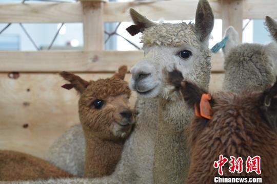 The alpacas were selected by Chinese experts from one of the biggest alpaca farms in Australia. [Photo/Chinanews.com]