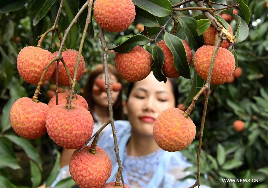 Farmers start to harvest litchi in Guangxi