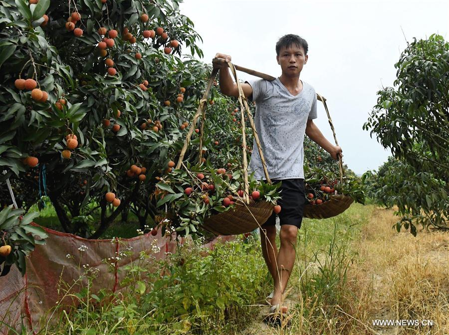 Farmers start to harvest litchi in Guangxi