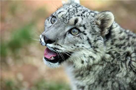 The first artificially bred snow leopard in the snow leopard pavilion at the Tibetan Plateau Wildlife Park in Xining, Qinghai Province, on June 10, 2017. [Photo/163.com]