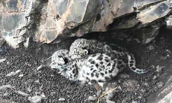 Two snow leopard cubs have recently been spotted in bushes in the headwater region of the Yangtze, China's longest river. [Photo provided by Shan Shui Conservation Center]