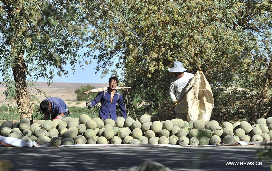 CHINA-XINJIANG-AGRICULTURE-MELON (CN)