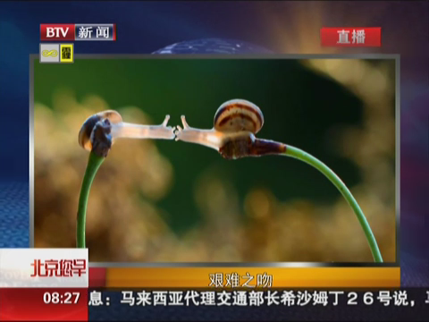 動物也浪漫 蝸牛上演'最艱難之吻'