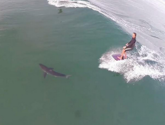 冲浪者与鲨鱼擦肩而过 海面上演惊险瞬间