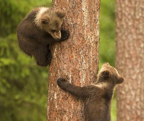 芬兰棕熊幼崽趁熊妈打盹顽皮爬树