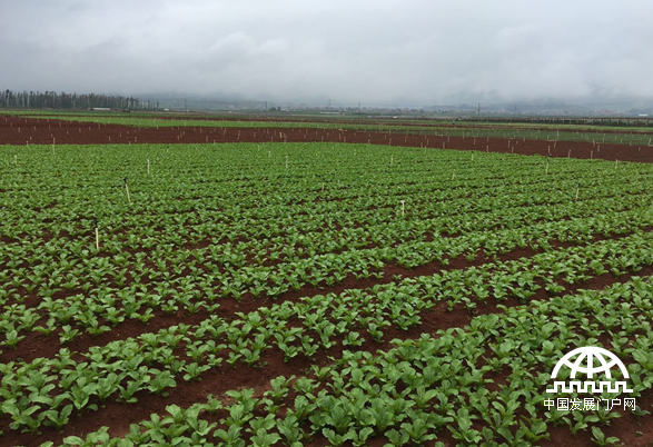 红河沪西县蔬菜规模种植（向春玲供图）