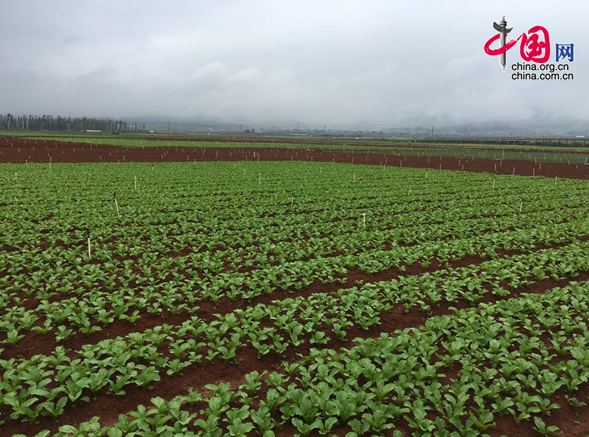 红河沪西县蔬菜规模种植（向春玲供图）