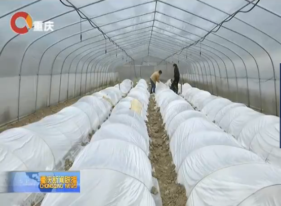 重庆黔江：科技助农增收