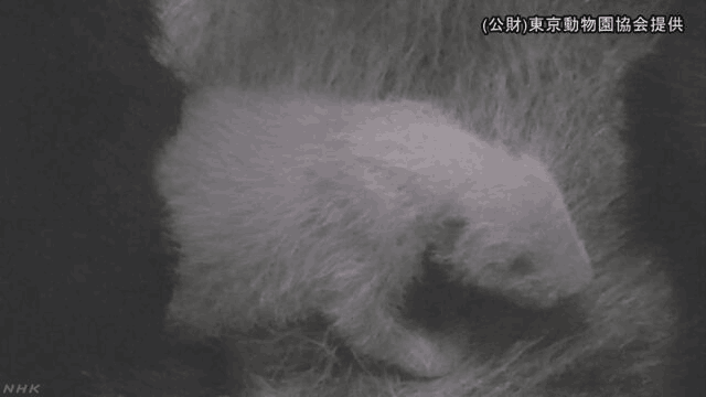 日本东京上野动物园诞降生熊猫宝宝已被确认为雌性