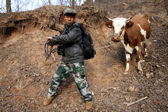 Xie Wanqing brings a cow to drink the water at the bottom of a trench near his home in Longxian, Shaanxi Province, on Jan. 5, 2017, with a Sea Gull camera hung on his neck. [Huo Yan/for China.org.cn]