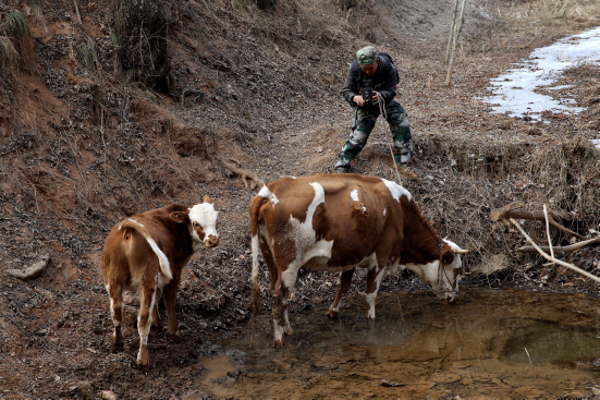 Xie Wanqing photographs his cows. [Huo Yan/for China.org.cn] 