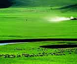 内蒙古风情——鄂尔多斯草原