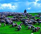 内蒙古风情——牛羊成群
