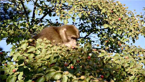 猴年说猴:黄山短尾猴开始享用秋果 猴年说猴:黄山短尾猴开始享用秋果