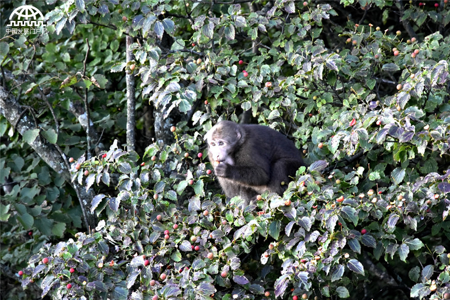 黄山秋天秋叶秋色秋景美成一幅画 黄山秋天秋叶秋色秋景美成一幅画