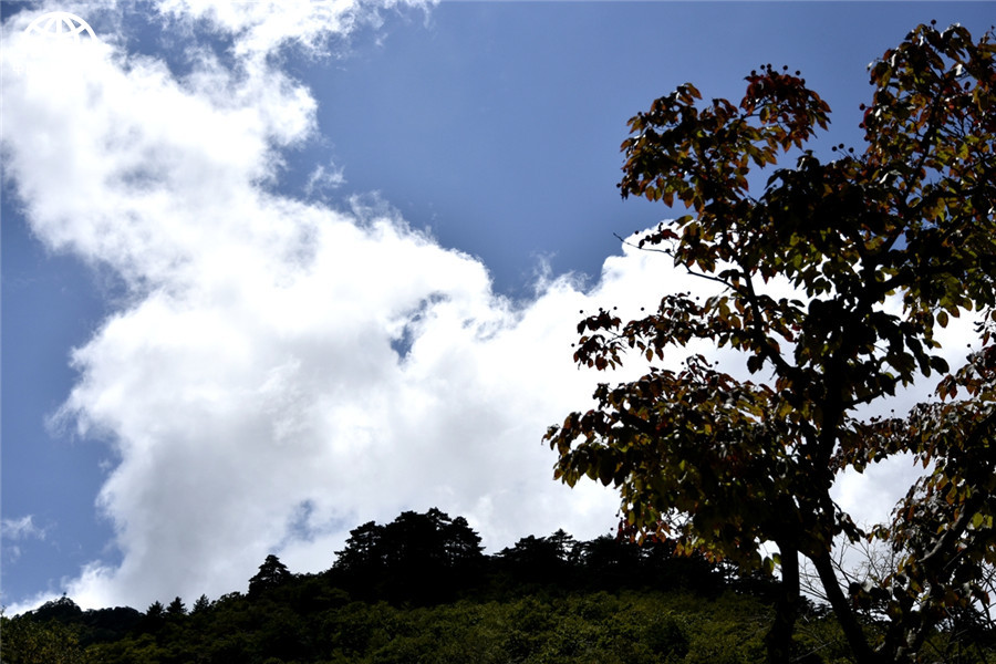 黄山秋天秋叶秋色秋景美成一幅画 黄山秋天秋叶秋色秋景美成一幅画