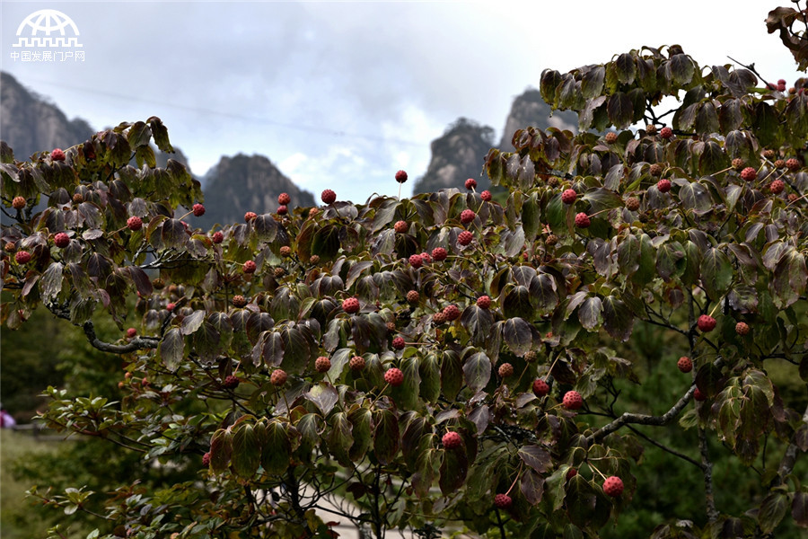 黄山秋天秋叶秋色秋景美成一幅画 黄山秋天秋叶秋色秋景美成一幅画