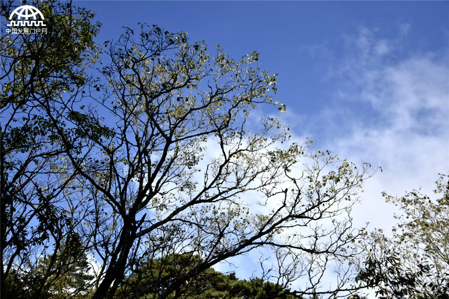 黄山秋天秋叶秋色秋景美成一幅画 黄山秋天秋叶秋色秋景美成一幅画
